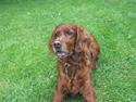 Irsk setter Amy (Lille My)