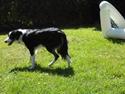 Border collie Zoe R.I.P tøs pigen