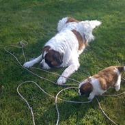 Sankt bernhardshund Bamse