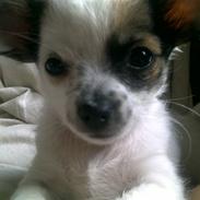Chihuahua Chanel 
