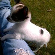 Chihuahua Chanel 