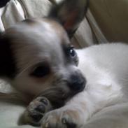 Chihuahua Chanel 
