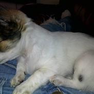 Chihuahua Chanel 