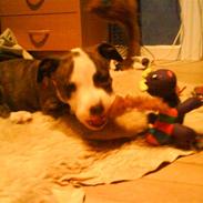 Amerikansk staffordshire terrier Chica