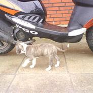 Amerikansk staffordshire terrier Chica