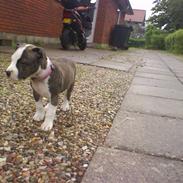 Amerikansk staffordshire terrier Chica