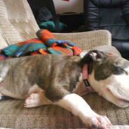 Amerikansk staffordshire terrier Chica