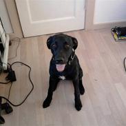 Blanding af racer Bella