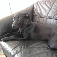 Blanding af racer Bella