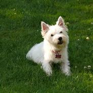 West highland white terrier Mille Rose