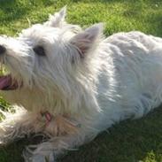 West highland white terrier Mille Rose