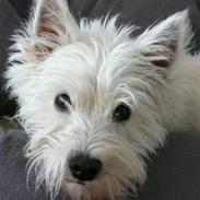 West highland white terrier Mille Rose