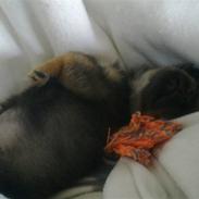 Blanding af racer Brutus