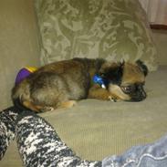 Blanding af racer Brutus