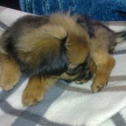 Blanding af racer Brutus