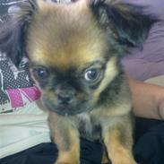 Blanding af racer Brutus