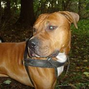 Amerikansk staffordshire terrier Bobby <3