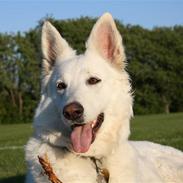 Hvid schæfer Attila
