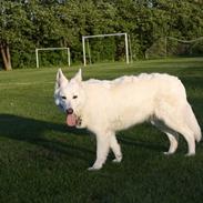 Hvid schæfer Attila