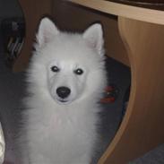 Japansk spids bjørn