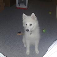 Japansk spids bjørn