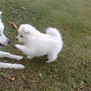 Japansk spids bjørn