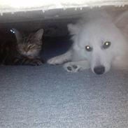 Japansk spids bjørn