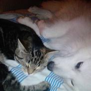 Japansk spids bjørn