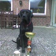 Blanding af racer Joey