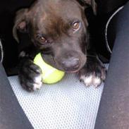 Staffordshire bull terrier Balou 