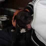 Staffordshire bull terrier Balou 