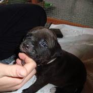 Staffordshire bull terrier Balou 