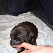 Staffordshire bull terrier Balou 