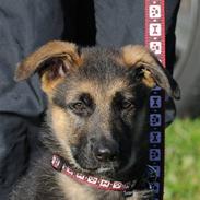 Schæferhund Bounty (Mugga)