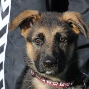 Schæferhund Bounty (Mugga)