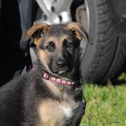 Schæferhund Bounty (Mugga)