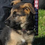 Schæferhund Bounty (Mugga)