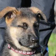 Schæferhund Bounty (Mugga)