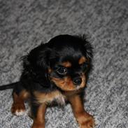 Cavalier king charles spaniel Pultz's Sille 