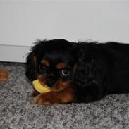 Cavalier king charles spaniel Pultz's Sille 