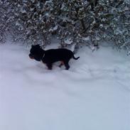 Cavalier king charles spaniel Pultz's Sille 