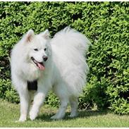 Samojedhund Koda 