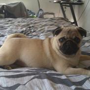 Mops Milo