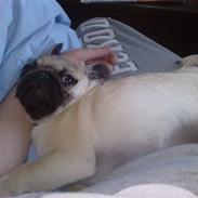 Mops Milo