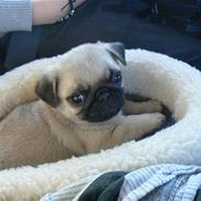Mops Milo