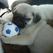 Mops Milo