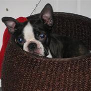 Boston terrier Karla