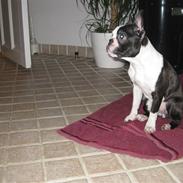 Boston terrier Karla