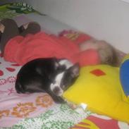 Boston terrier Karla