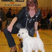 West highland white terrier Diva 